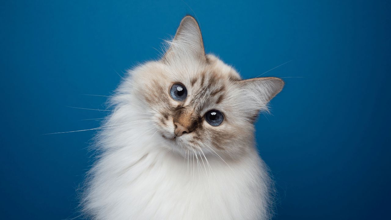 A long-haired cat against a deep blue background.