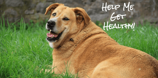 A large tan dog lying in the grass beside the words “Help me get healthy!”