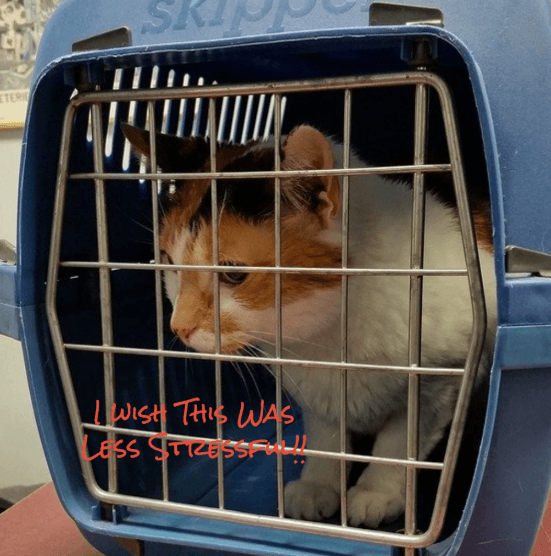 A calico cat inside a travel carrier, with the words “I wish this was less stressful!”