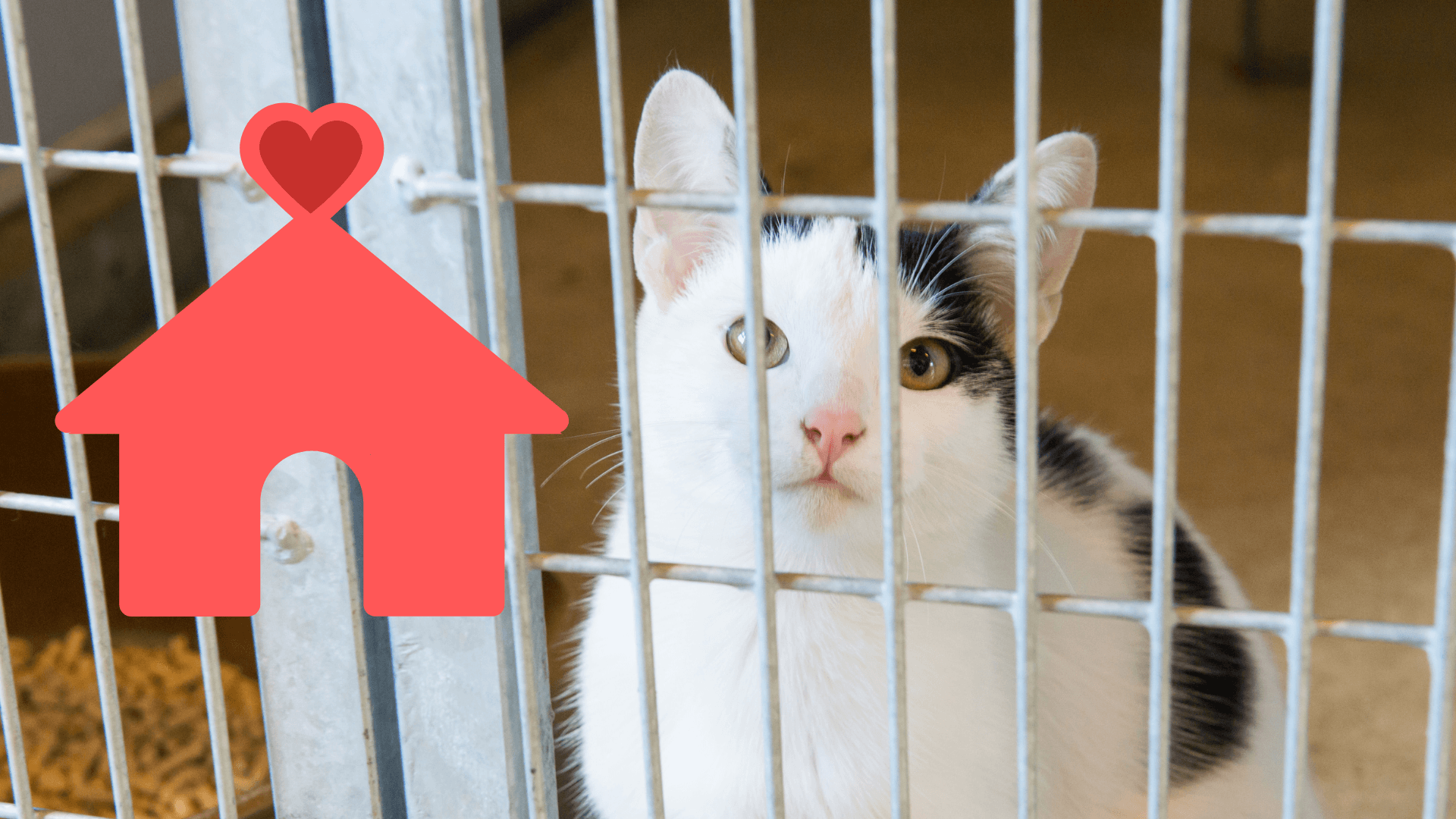 A black-and-white cat looking out from behind the bars of a shelter kennel.