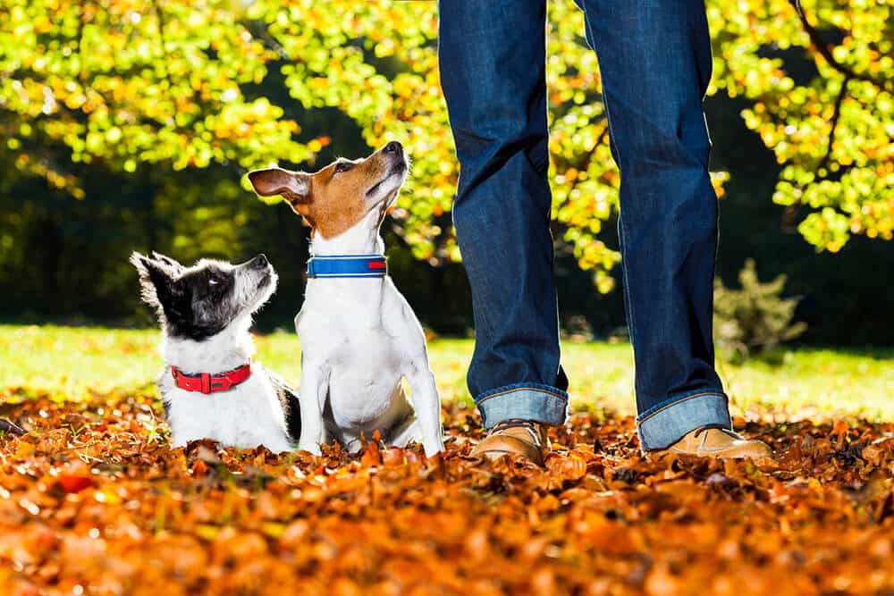 Two Jack Russell terriers sitting in autumn leaves at their owner’s feet.